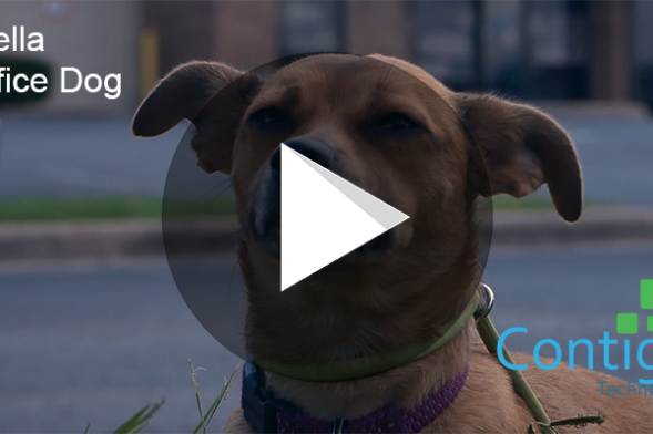 Stella the office dog video