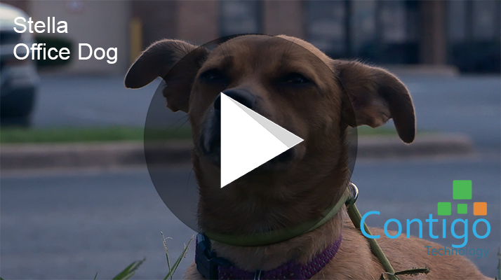 Stella the office dog video